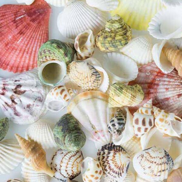 150g Natürliche See Muschel Mix - Ideal als Deko – Bild 5