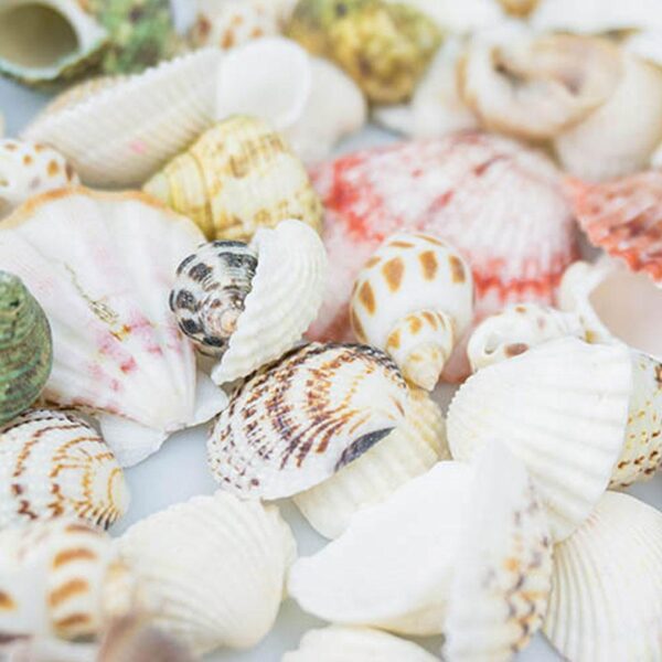 150g Natürliche See Muschel Mix - Ideal als Deko – Bild 4